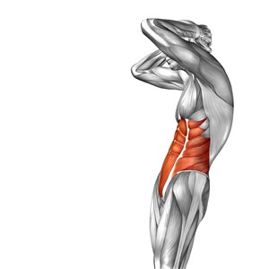 腹肌侧面人体结构图