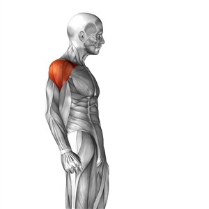 侧面肩部肌肉人体结构图