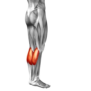 侧面小腿肌肉人体结构图