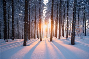 高清唯美冬日暖阳穿透雪地树林风景图片