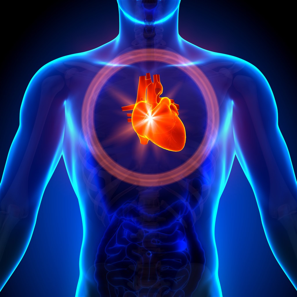蓝色人体器官心脏图片