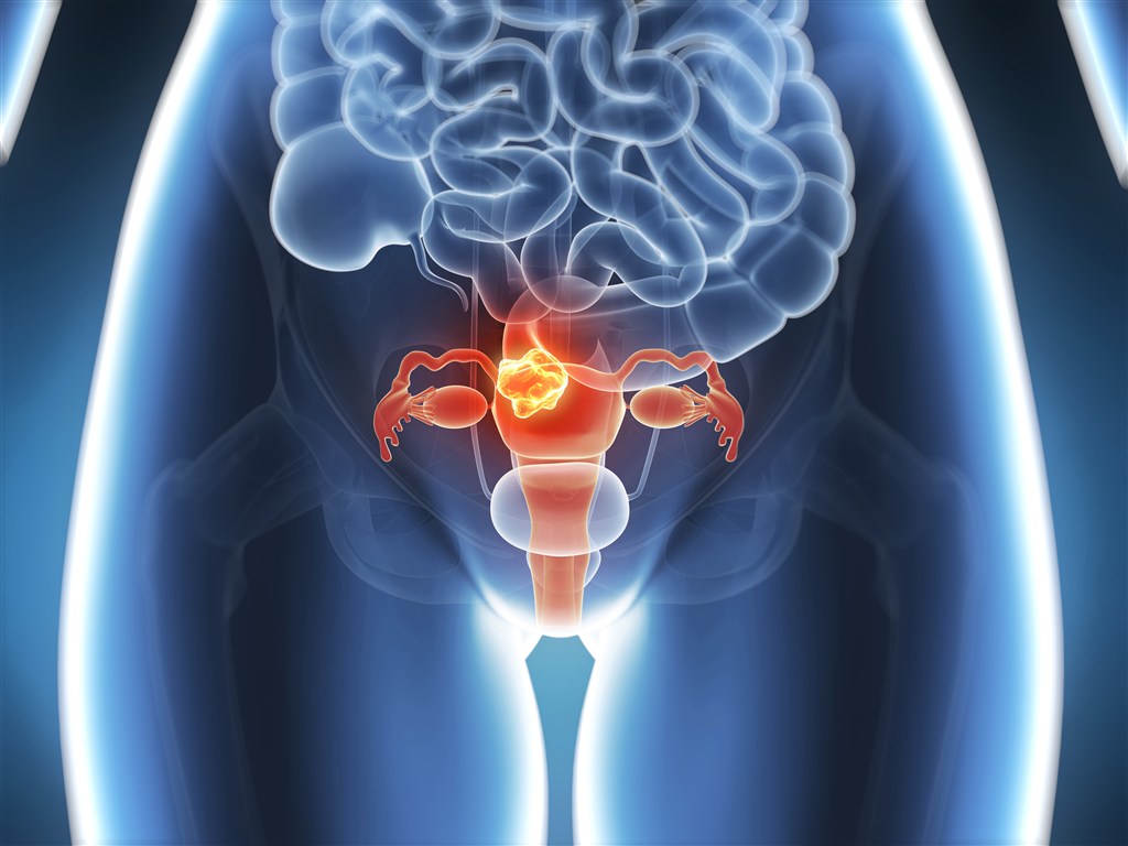 201509解剖学-女性生殖系统临床专业_word文档在线阅读与下载_免费文档