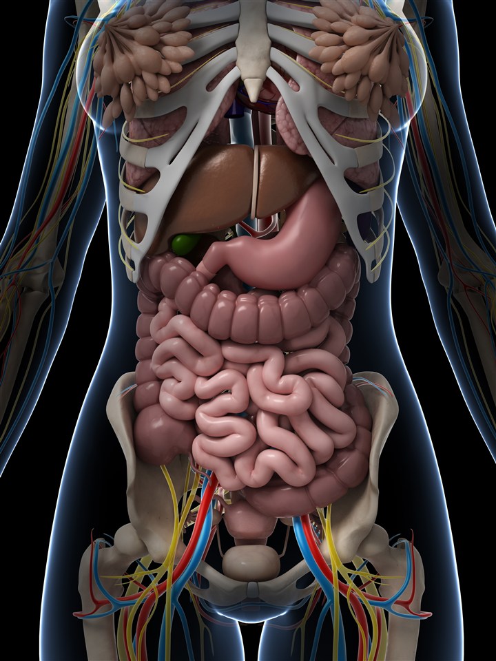 人體結(jié)構(gòu)圖大腸小腸圖片