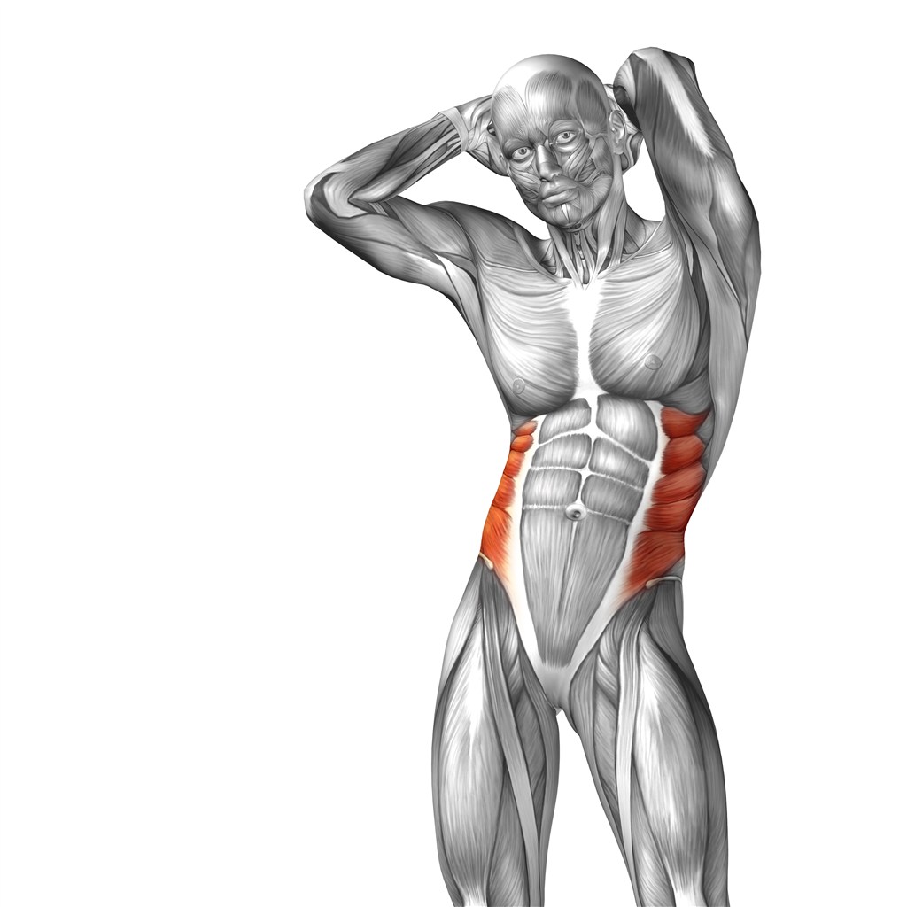 运动时腰部肌肉人体结构图