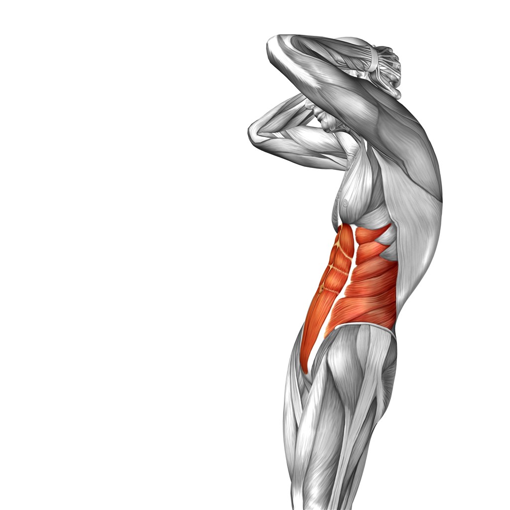 腹肌侧面人体结构图