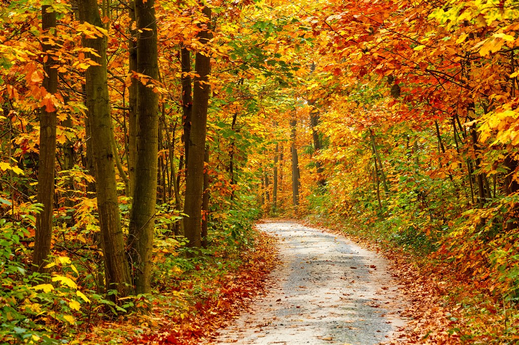 高清唯美秋天树林小道风景图片