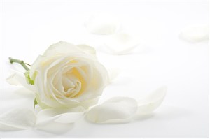 散落的白色玫瑰植物高清图片