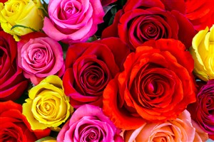多彩玫瑰组合植物特写高清图片