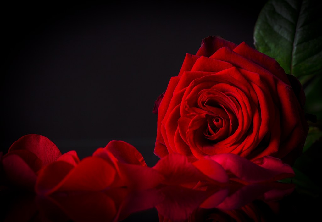 散落的红玫瑰高清植物图片