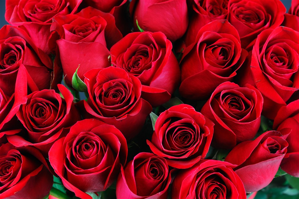 娇艳的红玫瑰植物高清图片