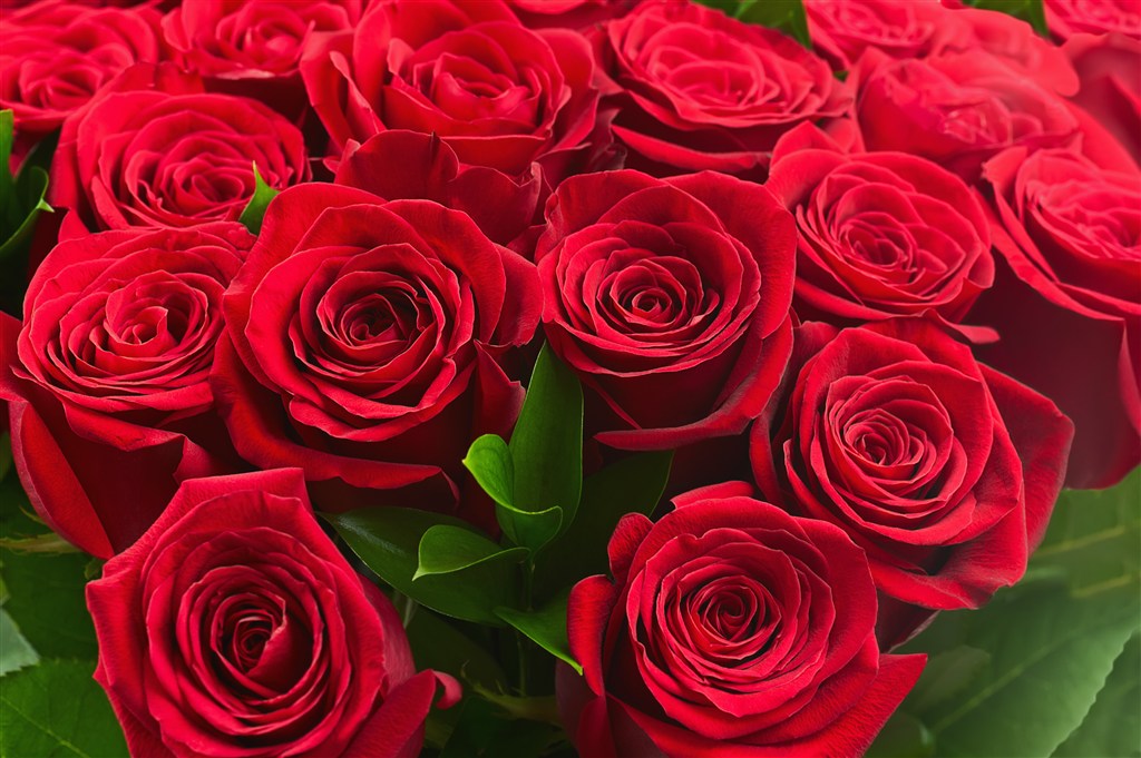 红色婚礼玫瑰植物高清图片