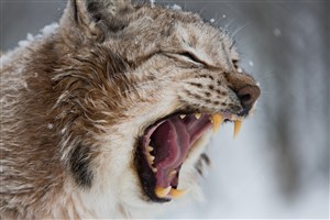 冬天里张大嘴巴的猫高清图片
