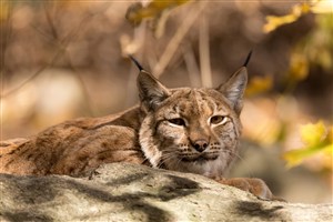 大自然里休息的豹猫高清图片