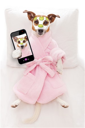 穿浴袍做面膜的自拍狗狗图片