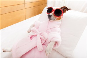 戴墨镜穿着浴袍spa的狗狗图片