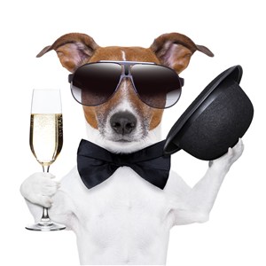 手拿香槟带礼貌带墨镜的狗狗图片