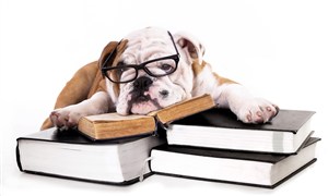 趴在书上戴眼镜的沙皮狗狗图片