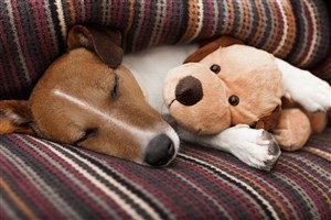 沙发上抱着毛绒玩具睡觉的狗狗图片