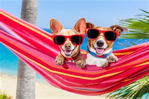海边吊床上度假的狗狗图片