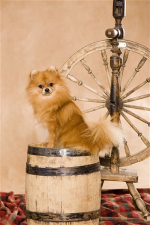 木桶上面的可爱狗狗图片