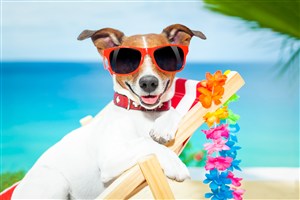 海边度假可爱狗狗图片