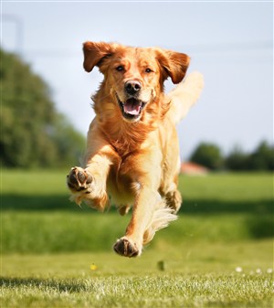 奔跑中的拉布拉多狗狗图片
