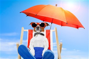 阳光太阳伞下度假可爱狗狗图片