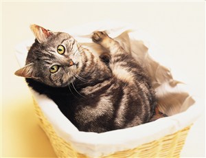 篮子里可爱猫咪图片