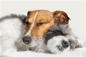 依偎睡着的可爱狗狗图片