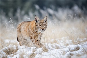冬天的雪地里行走的豹猫高清图