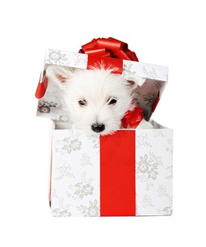 礼物盒里可爱萌狗狗图片
