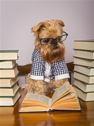 看书的可爱狗狗图片