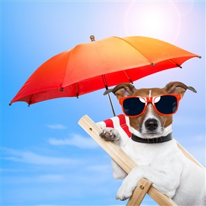 太阳伞下度假可爱狗狗图片