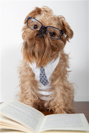 眼镜书生气质的丝毛狗图片