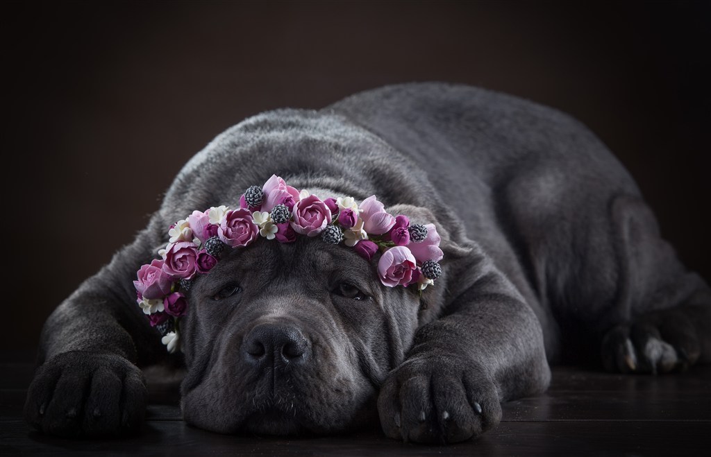 带花环趴着的斗牛犬图片