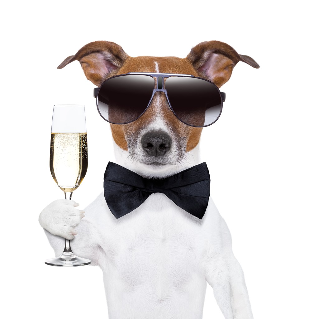 带领结墨镜举着香槟的可爱狗狗