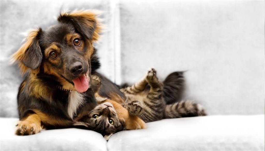 沙发上可爱狗狗和猫喵打闹图片