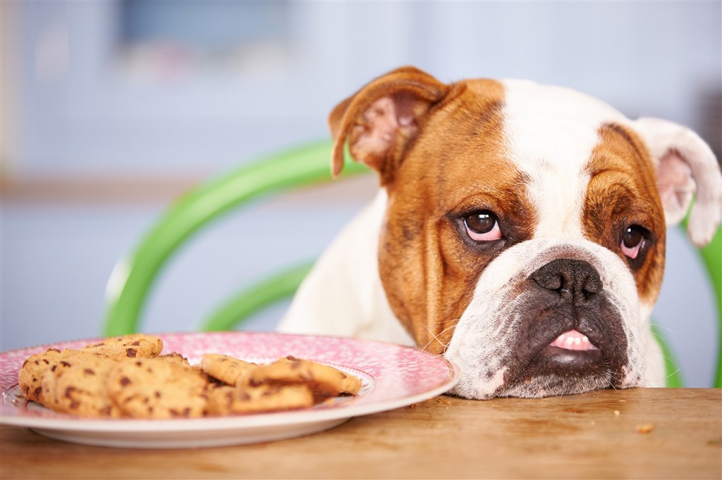 搞怪的斗牛犬狗狗圖片