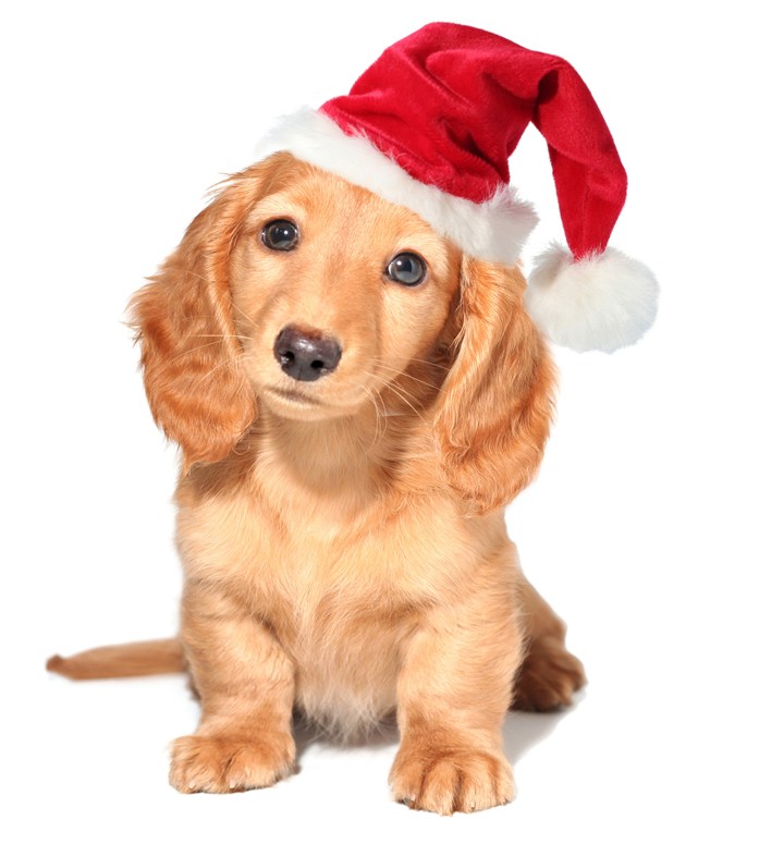戴圣诞帽可爱金毛狗狗图片