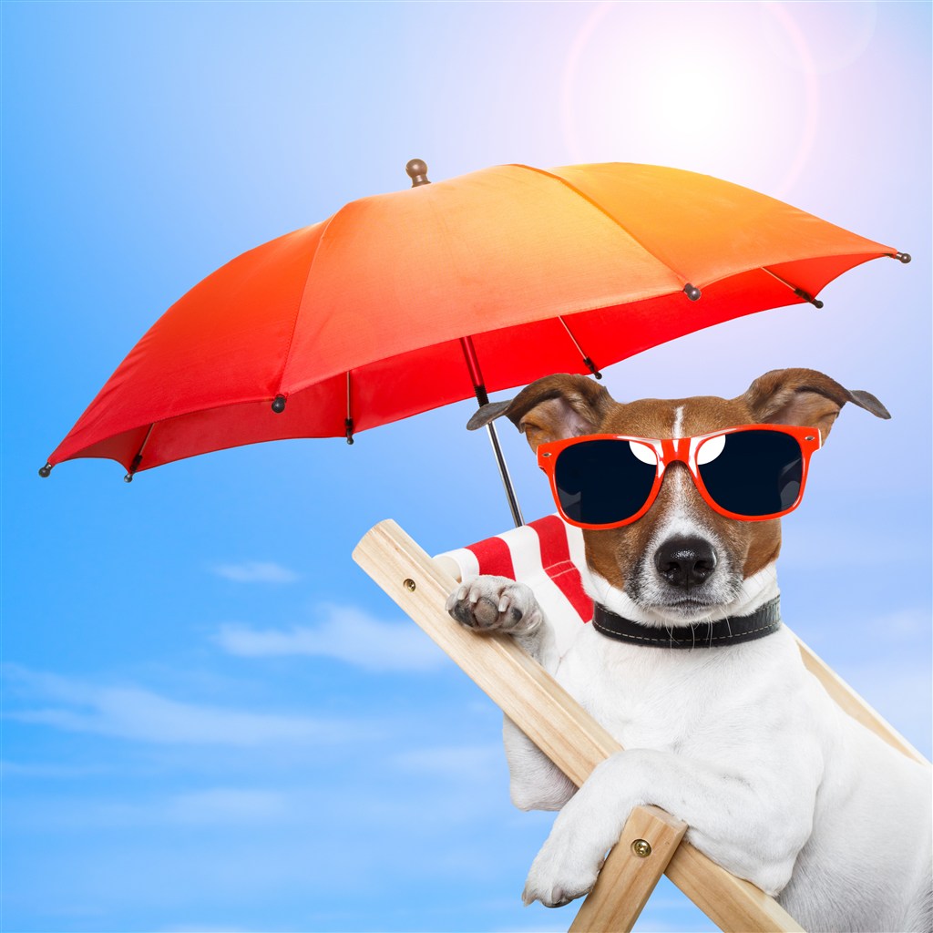 狗狗夏天中暑很危险，判断是否中暑，这些方法很实用 - 知乎