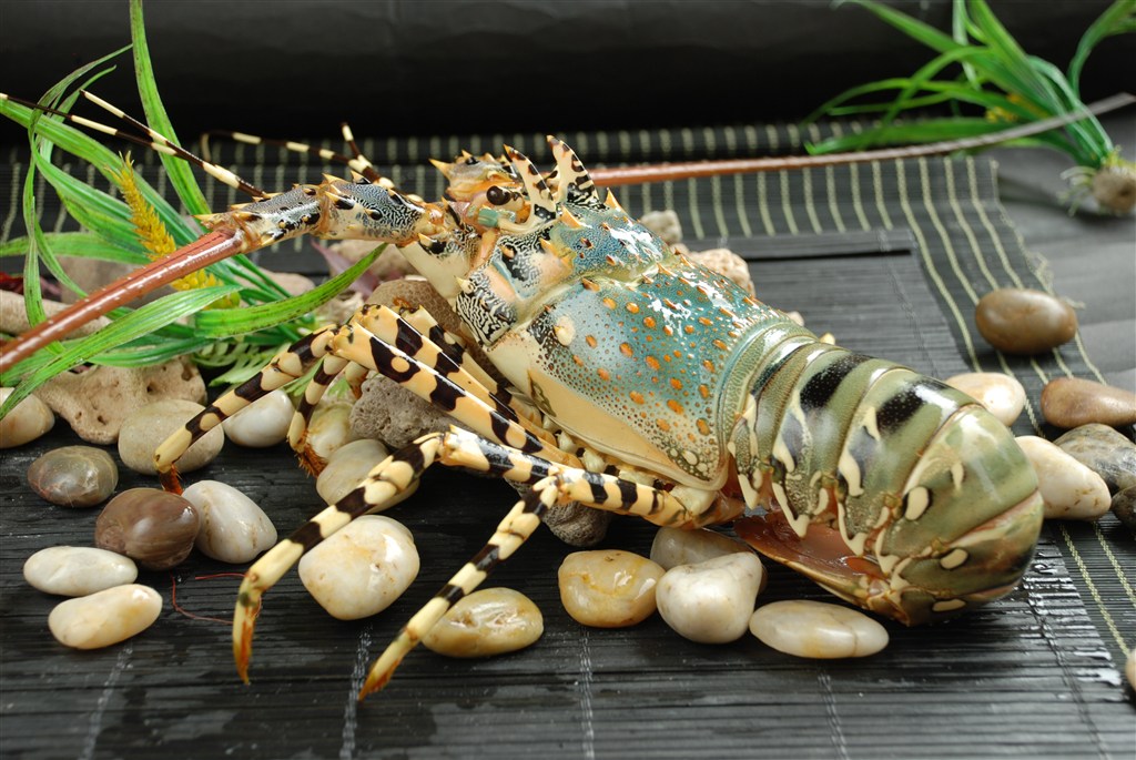 花色日本鲜活龙虾图片