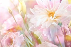 阳光下清新淡雅的粉色花朵高清 