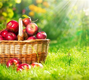 草地上篮子里的红苹果高清摄影