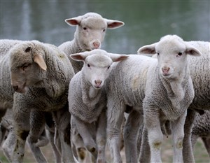 绵羊羊群图片