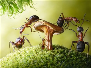 创意风景摄影蚂蚁蘑菇图片
