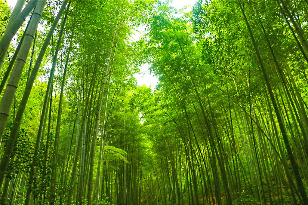 清明节 清明绿色竹林清凉竹海竹子
