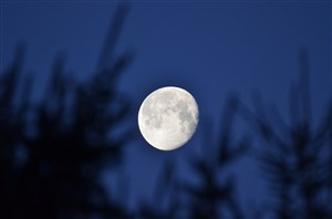 林间月亮图片