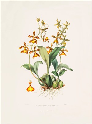 北欧手绘彩绘兰花植物插画图片