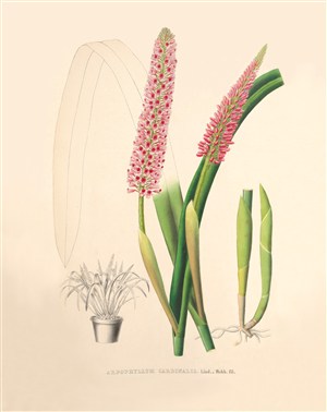兰花植物静物彩绘插画图片