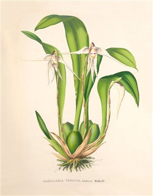植物手绘彩绘插画图片
